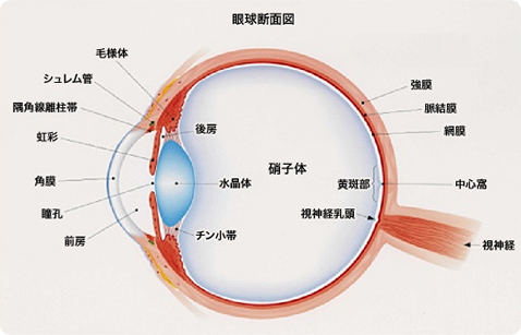 眼球断面図