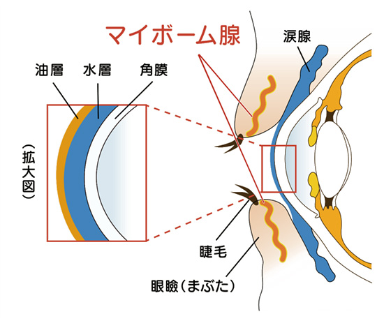 マイボーム腺