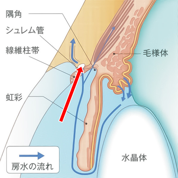 ロトミーの作用機序